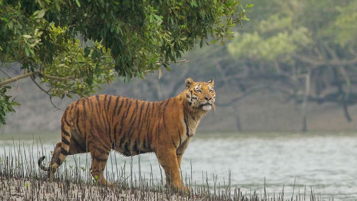 সুন্দরবনে বেড়েছে বাঘের সংখ্যা 