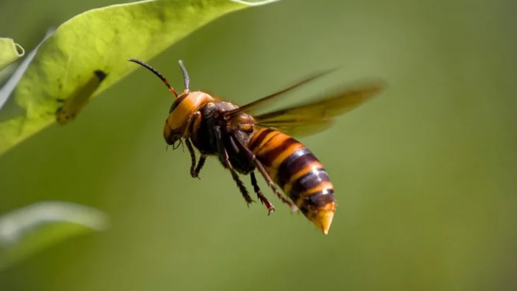 ভিমরুল কামড়ালে কী করবেন?