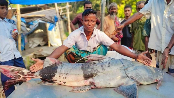 Baghair weighing 39 kg was caught in the Jamuna