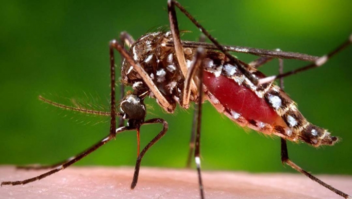 Dengue: 6 more deaths reported in 24hrs