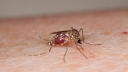 One die of dengue, 118 hospitalised