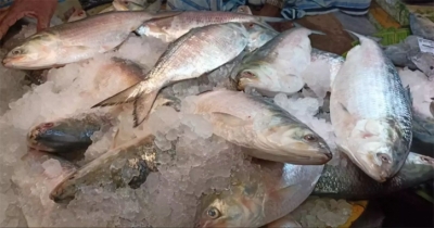 Bangladesh approves 3000 mts of Hilsa export to India ahead of Durga Puja