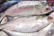 Export rate of hilsa lower than local price