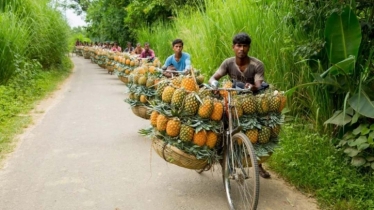 Madhupur pineapples get GI recognition