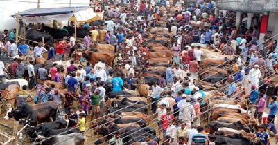 Eid-ul-Azha: Sales of sacrificial animals gaining momentum in capital