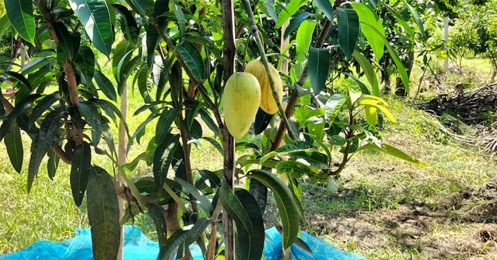 Mango harvesting in Rajshahi begins today