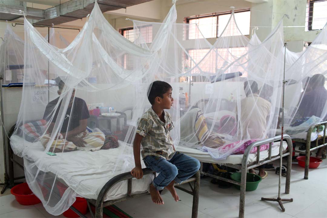 Dengue: 3 more die; 829 hospitalised in 24hrs